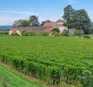 Parcours des vignes autour de Cressia - Cressia - 3