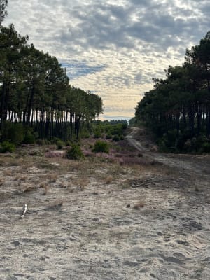 Entre forêt et mer Lacanau Océan - Lacanau - 5