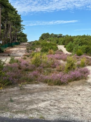 Entre forêt et mer Lacanau Océan - Lacanau - 4