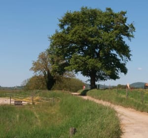 La teppe oussiat - Pont-d'Ain - 2