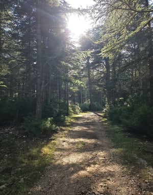 Cederbos - Camille  - 2