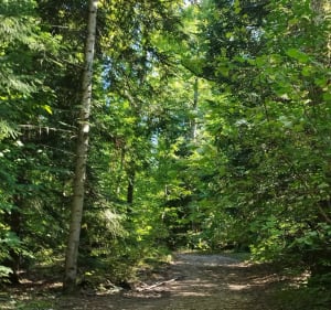 Belle balade en forêt depuis Verlin - Olivier - 3