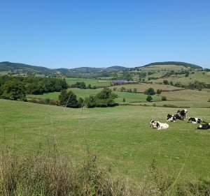 Mazille en Bourgogne du sud - Tar - 3