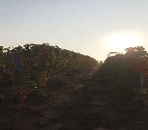 Balade hivernal forêt et vigne à Trigny - marie - 6