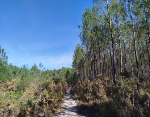 Bain de forêt et moment de détente autour de Caupian - Whitou - 4