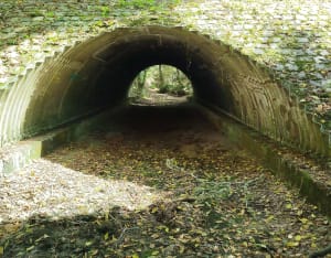 Bain de forêt et moment de détente autour de Caupian - Whitou - 6