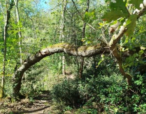 Bain de forêt et moment de détente autour de Caupian - Whitou - 7