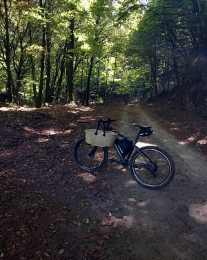 Forêt Escandorgue. - FRANCESCO - 13