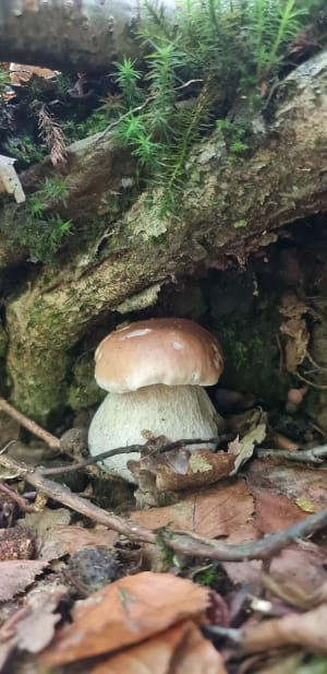 Paddenstoelen plukken rond de vijvers van Signy-le-Petit - Cindy - 2