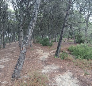 Balade autour de la forêt de la ribaute - Béziers - 5