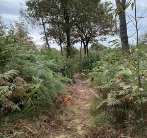 Horsarrieu et ancienne ligne de chemin de fer, Hagetmau Saint-Sever - Doazit - 2