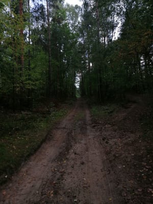 Leśnej dukty - Heniek - 8