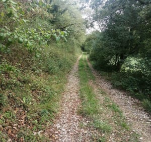 Petite boucle sur chemin et sentier forestier - Bellefont-La Rauze - 2