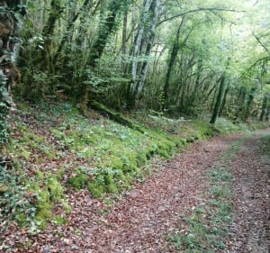 Petite boucle sur chemin et sentier forestier - Bellefont-La Rauze - 3
