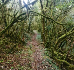 Petite boucle sur chemin et sentier forestier - Bellefont-La Rauze - 5