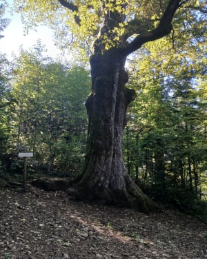 Nans-sous-Sainte-Anne: een fascinerende reis naar de bron van de Lison - Marie-laure - 4