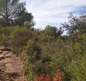 Balade dans le domaine de Cabasse par le Collet de la garde - Miramas - 3