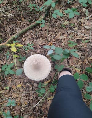 Forêt  de Phalempin - Edwige - 6