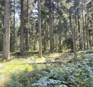 Randonnée autour du Champ du Feu et Col de la Charbonnière - Belmont - 4