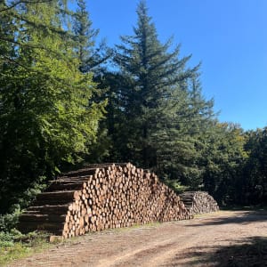 Forêt Escandorgue. - Laurent - 6