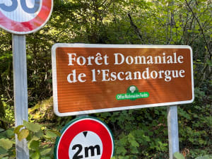 Forêt Escandorgue. - Laurent - 8