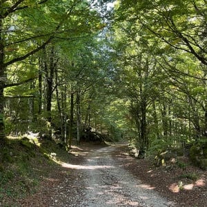 Forêt Escandorgue. - Laurent - 9
