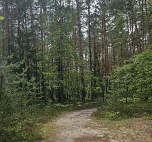 Rezerwat Imielty Ług - do torfowisk - Gierlachy - 4