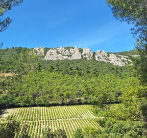 Les Dentelles de Montmirail - Gigondas - 5