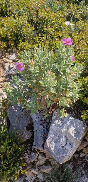 Croix de St Marcel (boucle par col du Galvaudan) - Andrea - 8