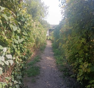 Côte à bovin - La Frette-sur-Seine - 2
