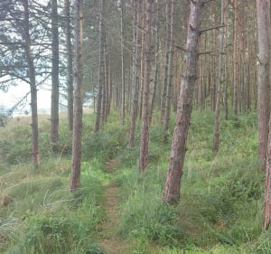 Spacer Po plaży w Chłupach - E - 2
