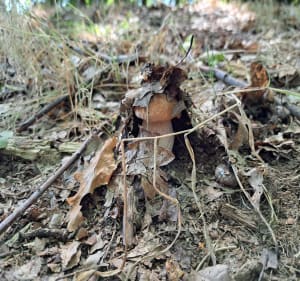 Spacer po Lesie i Nowe Laki - Nowa Wieś Grodziska - 2