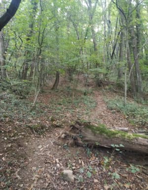 Tour du bois de Pératière depuis Poisat - Lou - 5