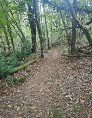 Tour du bois de Pératière depuis Poisat - Lou - 6
