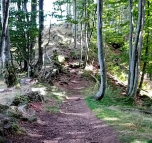 Boucle depuis la Planche des Belles Filles (70) - Plancher-les-Mines - 4