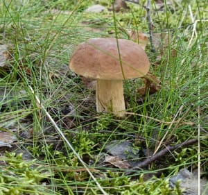Trekking leśnymi ścieżkami - OLEKSANDR - 3