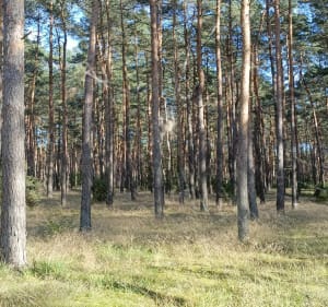 Trekking leśnymi ścieżkami - OLEKSANDR - 2