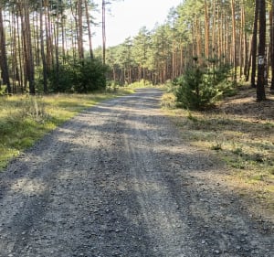 Trekking leśnymi ścieżkami - OLEKSANDR - 5