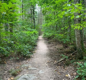 Balade en forêt entre 2 châteaux - Andlau - 3
