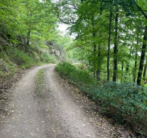 Balade en forêt entre 2 châteaux - Andlau - 5