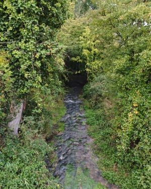 Ribeauville - Amandine - 7