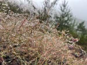 Dans les Puys de la Vache et Lassolas et terres volcaniques - Aydat - 8