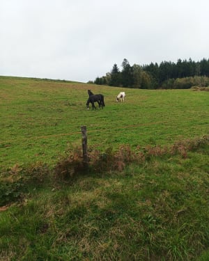 La Rosière des Vosges, entre fort et forêt - Nono - 5