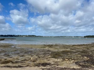 L'île aux Moines - Grégoire - 4