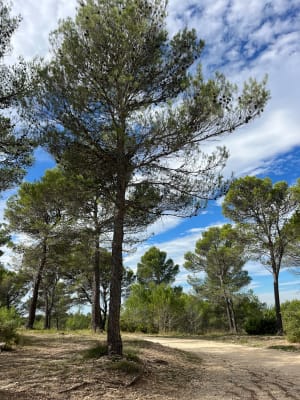 Escapade dans les bois du Gros Collet depuis Venelles - Alexia - 2