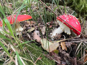 A la rencontre des êtres de la forêt de Clairmarais - Marie - 9