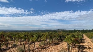 Coline Vaucroze et Vignobles à Sorgues - Isabelle - 11
