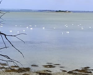 Rando sur les rives du golfe du Morbihan entre la Pointe de Bernon et de l'Ours - Eric - 9
