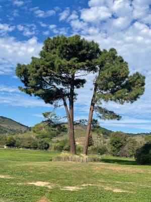 Sentier de Port-Vendres et paysages colorés et lumineux - Aline  - 5