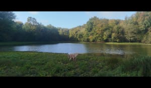 Dans la forêt entre Cussey sur l'Ognon et gare TGV Besançon - LAURENCE - 9